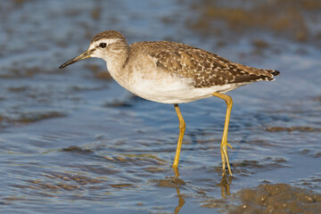 Common sandpiper - Actitis hypoleucos wading in water. Photo from Kruger NAtiona Park in South Africa.