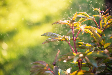 Beautiful natural green-yellow background of young peony leaves in spring