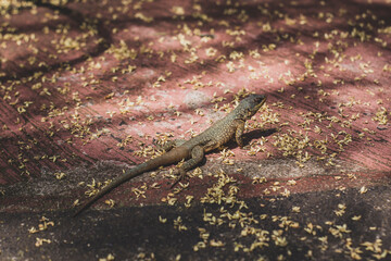 lizard on a tree
