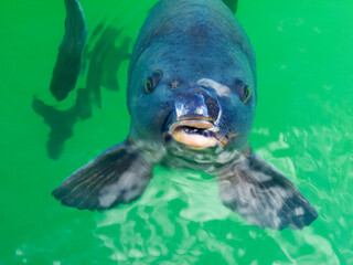 Wild fish and animal in Lake Mead near Las Vegas
