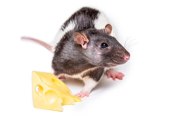 Cheese and mouse. Mouse with a slice of swiss cheese isolated on white. Little mouse trying to move a piece of cheese