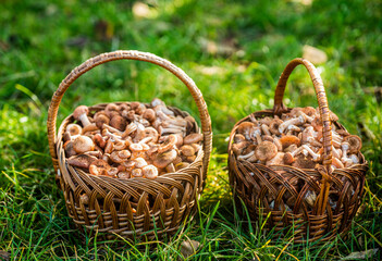 Fototapeta na wymiar Wicker basket with mushrooms. Mushroom porcini in the forest. Mushrooms in the basket. Delicious freshly picked wild mushrooms from the local forest, mushroom in a wicker basket on a green grass