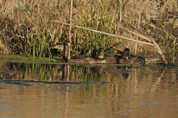 duck in the pond
