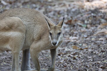 Wild kangaroo near Boodjamulla (Lawn Hill) National Park, Australia