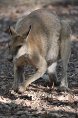 Wild kangaroo near Boodjamulla (Lawn Hill) National Park, Australia