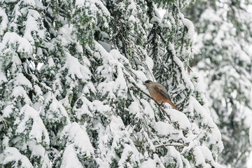 A small bird with a red breast and a black head..The finch sits on a snow-covered spruce branch. winter background