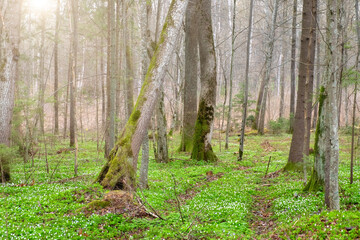 Beautiful white flowers of anemones in spring forest in nature, forest landscape with flowering primroses.