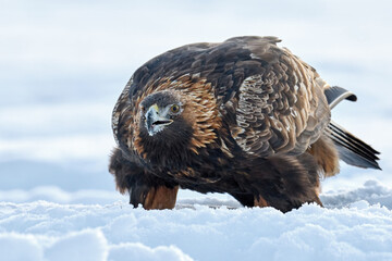 Golden eagle (Aquila chrysaetos)