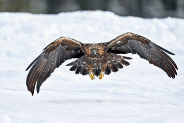 Golden eagle (Aquila chrysaetos)