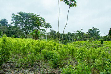 Illicit crops in Colombia, coca leaf plants for the production of narcotics.