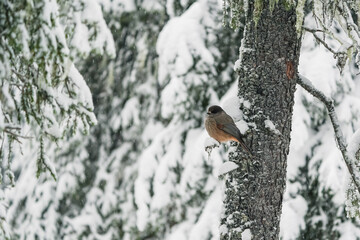 A small bird with a red breast and a black head..The finch sits on a snow-covered spruce branch. winter background