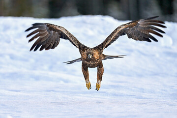 Golden eagle (Aquila chrysaetos)