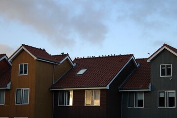 Aves en sobre un tejado