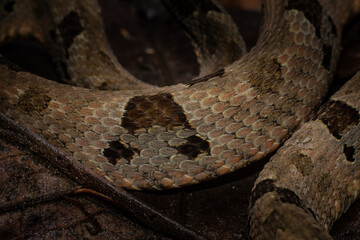 Scales of a viper snake