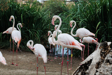 Group of Beautiful Flamingos, a type of Wading Bird in the Family Phoenicopteridae in a Natural Area