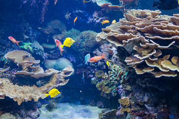 Fishes and Corals inside a Big Blue Aquarium Tank