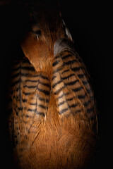 Feathers of a brown bird close up with selective focus