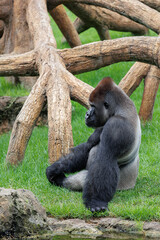 Western Lowland Gorilla on the Grass