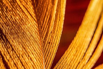 Golden feather close up with selective focus