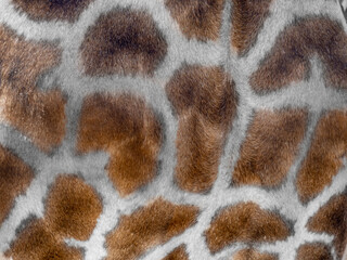 giraffe background with spots