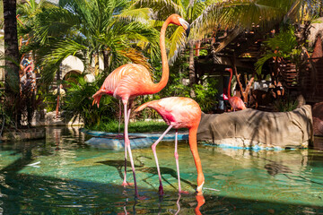 Costa Maya, Flamingos auf der karibischen Insel Yucatan in Mexiko.