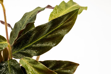 Close up of calathea leaves. Decoration, gardening and oriental plant.