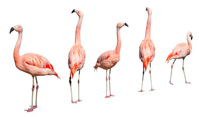 Flamants roses	
