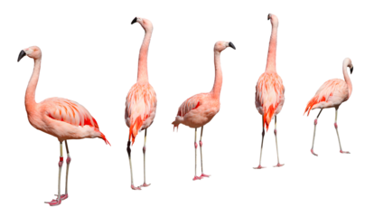 Flamants roses	