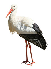 Cigogne	