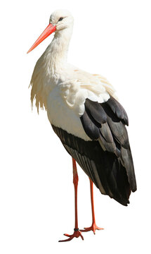 Cigogne	