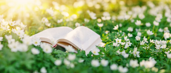 Open book lying on the blossoming field in natural park. - Powered by Adobe