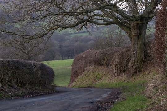 A winding country lane sweeps between neat hedges and trees on the verge