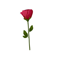 rose with leaves on transparent background in cartoon style