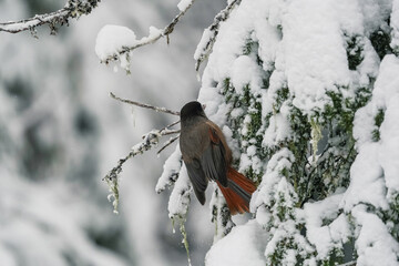 A small bird with a red breast and a black head..The finch sits on a snow-covered spruce branch. winter background