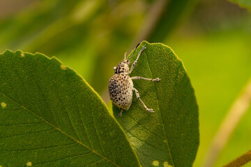 Cydianerus latruncularius, coleóptera. Um besouro branco andando na beirada de uma folha verde.