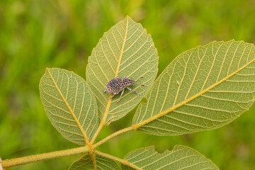 Cydianerus latruncularius, coleóptera. Um besouro branco andando por trás de uma folha verde.