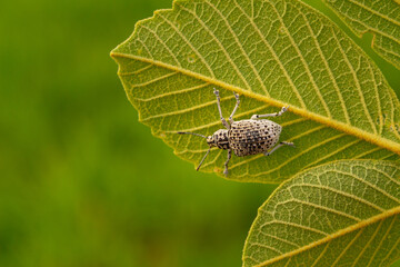 Cydianerus latruncularius, coleóptera. Um besouro branco andando por trás de uma folha verde.
