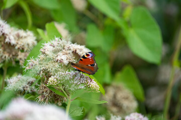 butterfly on a flower