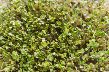microgreens sprouts - healthy and fresh food