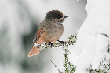 A small bird with a red breast and a black head..The finch sits on a snow-covered spruce branch. winter background