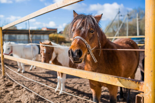 A breed of decorative dwarf horses. Cute little mini pony on the farm. Close-up of an animal portrait.