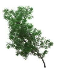 albero foglie ve trasparente isolato