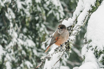 A small bird with a red breast and a black head..The finch sits on a snow-covered spruce branch. winter background
