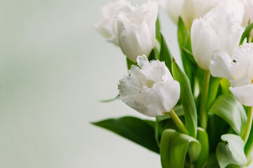 Obraz na płótnie Canvas Fresh spring terry tulips bouquet, white beautiful color