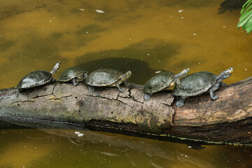 Obraz premium Yellow-spotted river turtle