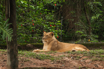 Lion cubs at the zoo