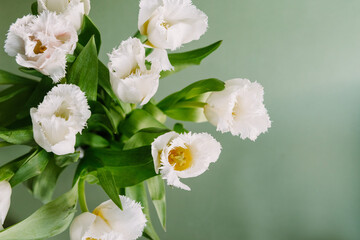 Fresh spring tulips bouquet top view, white beautiful color on green background