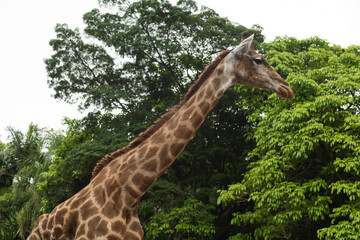Close-up giraffe head on green leaves background. Giraffes head against green tree. Giraffe portrait, close up