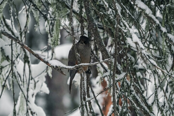 A small bird with a red breast and a black head..The finch sits on a snow-covered spruce branch. winter background