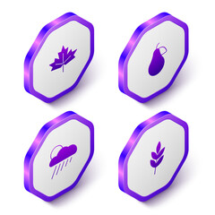 Set Isometric Canadian maple leaf, Pear, Cloud with rain and sun and Leaf icon. Purple hexagon button. Vector